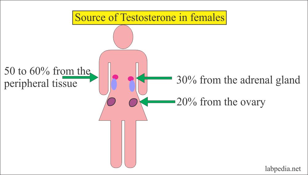 Source of Testosterone in Females