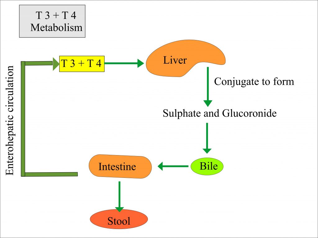 T3 and T4 metabolism