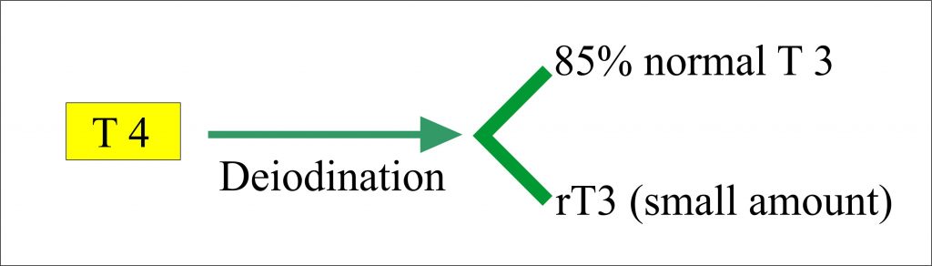 Thyroxine and it's biologically forms Thyroxine and it's biologically forms