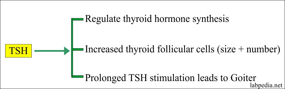 TSH functions TSH functions