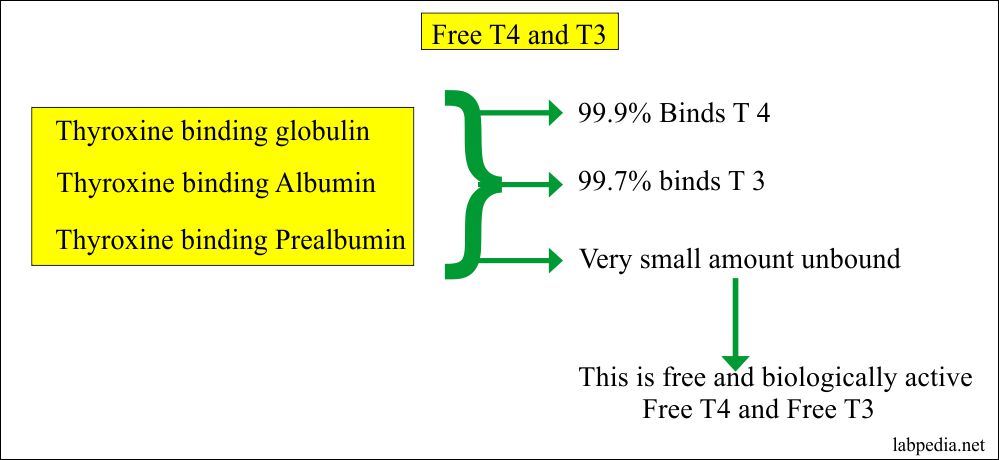 Thyroglobulin is a carrier protein