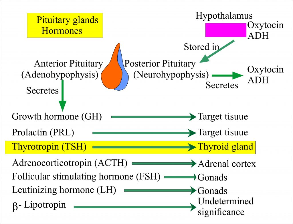 The pituitary gland and its effect on the thyroid gland The pituitary gland and its effect on the thyroid gland