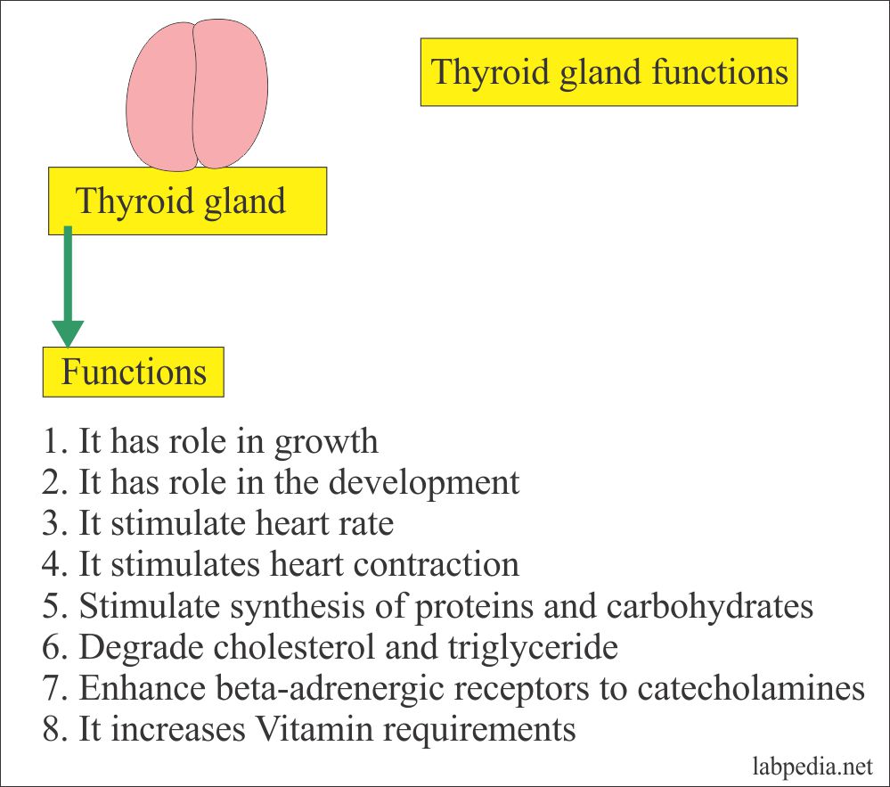 Thyroid gland functions