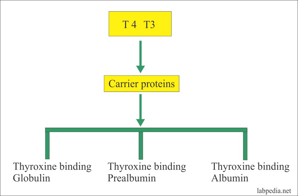 T4 and T3 carrier proteins T4 and T3 carrier proteins