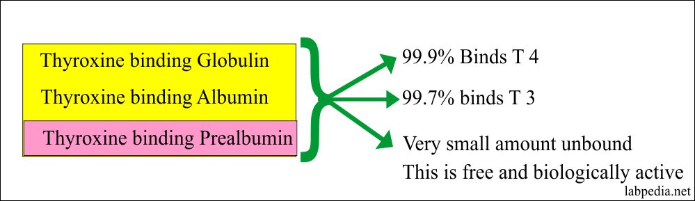 Thyroid – Part 4 – Thyroxine Binding Prealbumin (TBPA), Transthyretin, Thyretin