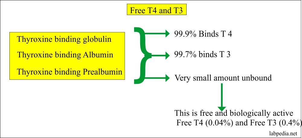 Thyroglobulin, albumin and prealbumin role for T4 and T3 Thyroglobulin, albumin and prealbumin role for T4 and T3