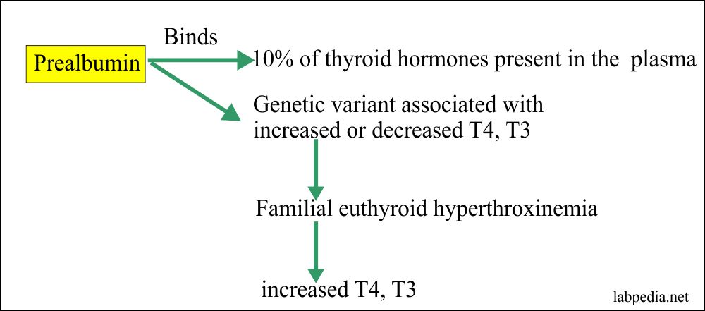 Prealbumin and its properties Prealbumin and its properties