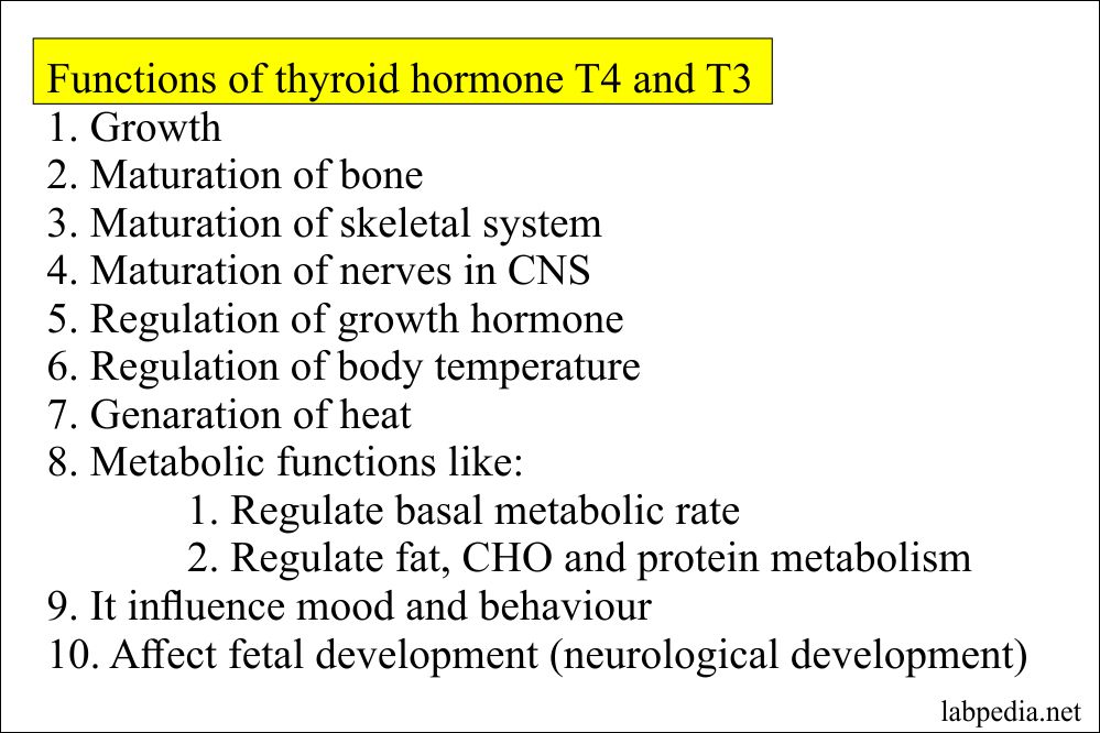 Functions of the thyroid hormone Functions of the thyroid hormone