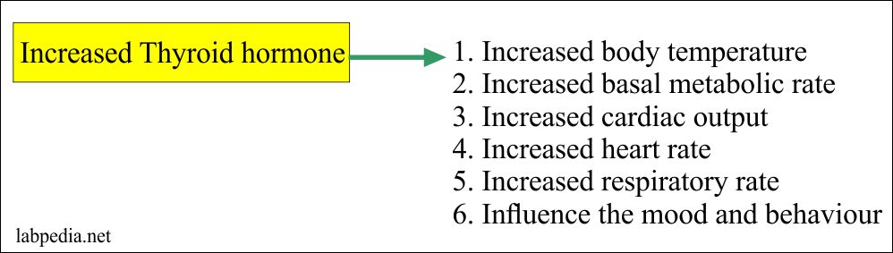 Thyroid – Part 5 – Thyroxine Total, T4 Total