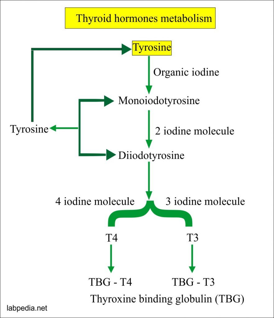 Thyroid hormone metabolism