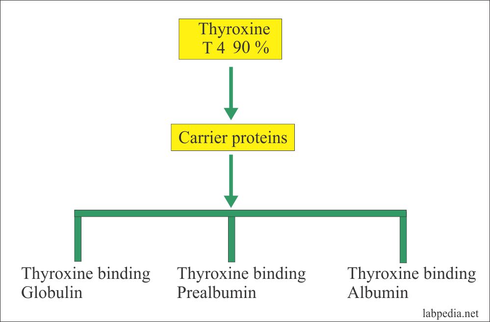 Carrier proteins for thyroxine Carrier proteins for thyroxine