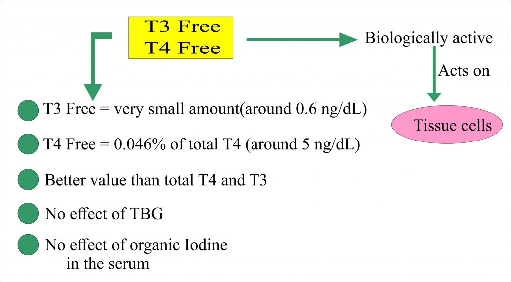 Functions of T3 free and T4 free