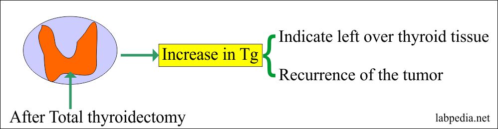 Tumor Marker – Part 10 – Thyroglobulin (Tg) as Tumor marker