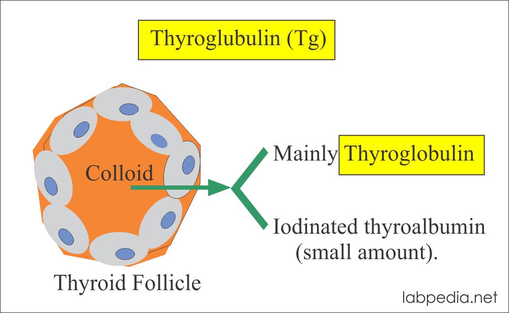 Thyroglobulin forms in the thyroid follicle