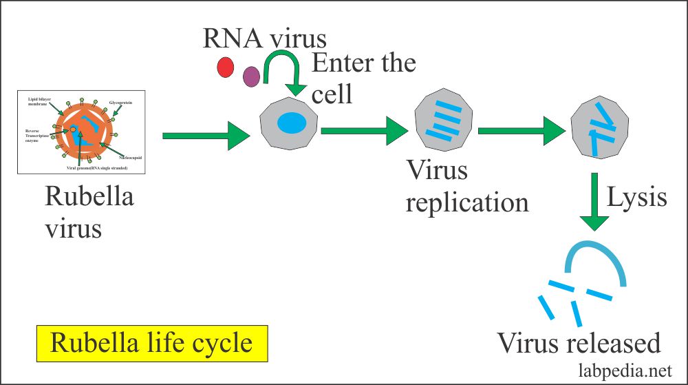 Rubella virus life cycle 