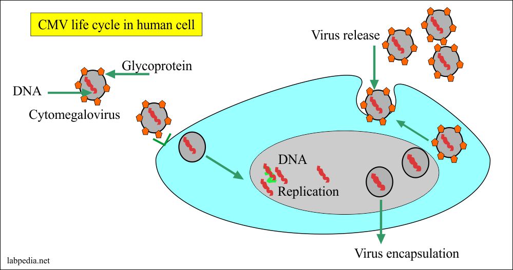 CMV life cycle in the human cells CMV life cycle in the human cells