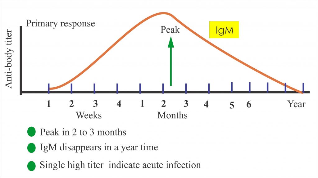 MedimiX - Toxoplasma gondii szerológiai vizsgálat (IgG, IgM, IgA)