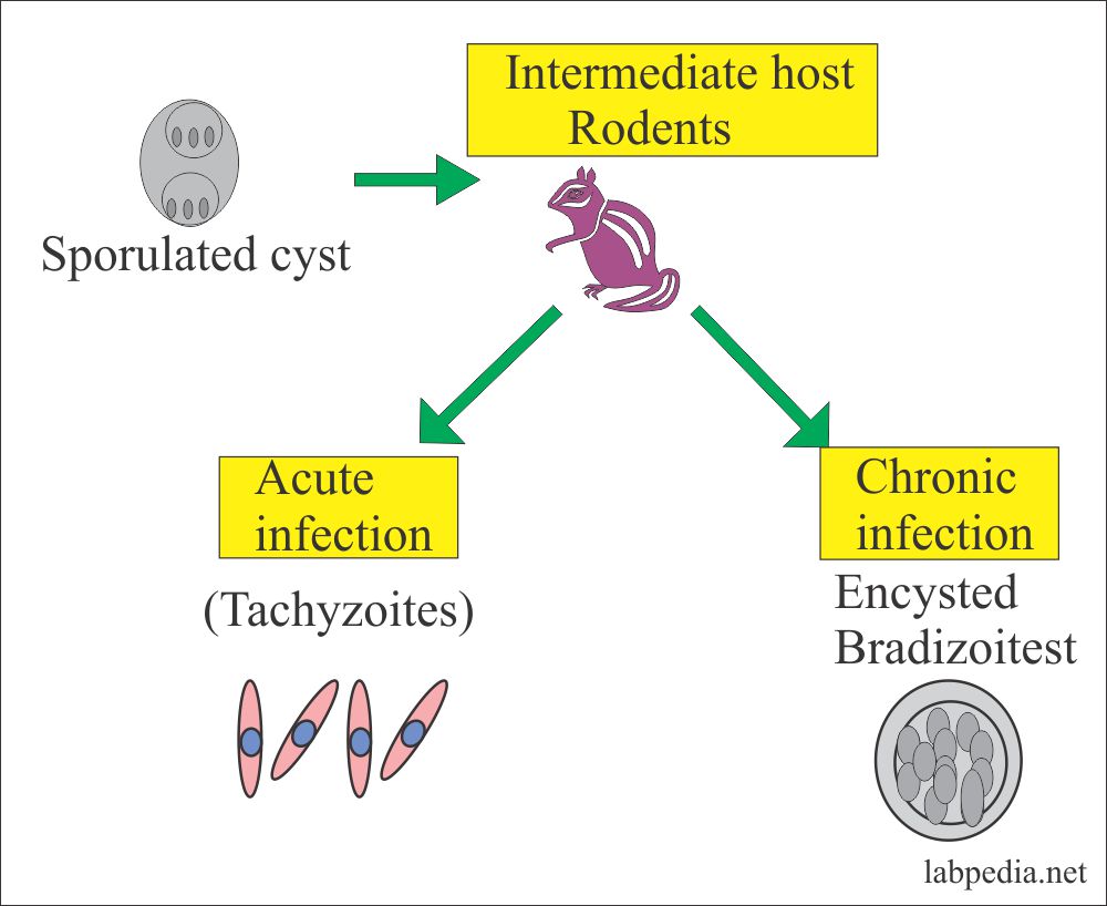 Toxoplasma acute and chronic infection