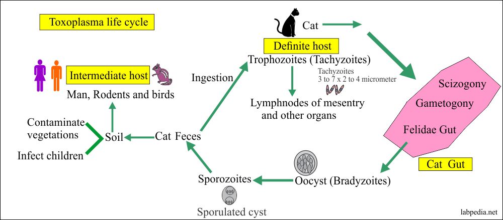 Toxoplasma life cycle
