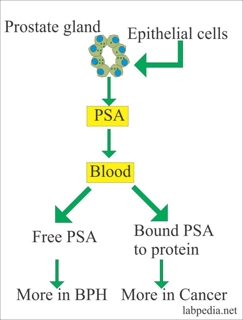 Tumor Marker Part 3 Alk.phosphatase, CK, LDH, Acid phosphatase, and