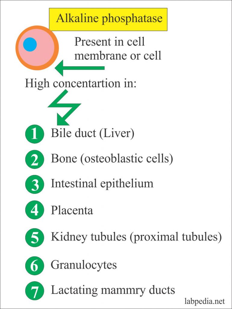 Tumor Marker Part 3 Alk Phosphatase Ck Ldh Acid Phosphatase And Psa Labpedia Net