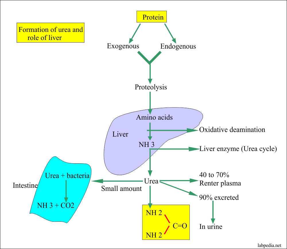 Urea formation and the role of liver