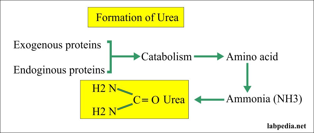 Urea Breath Test For H Pylori Helicobacter Pylori Labpedia Net