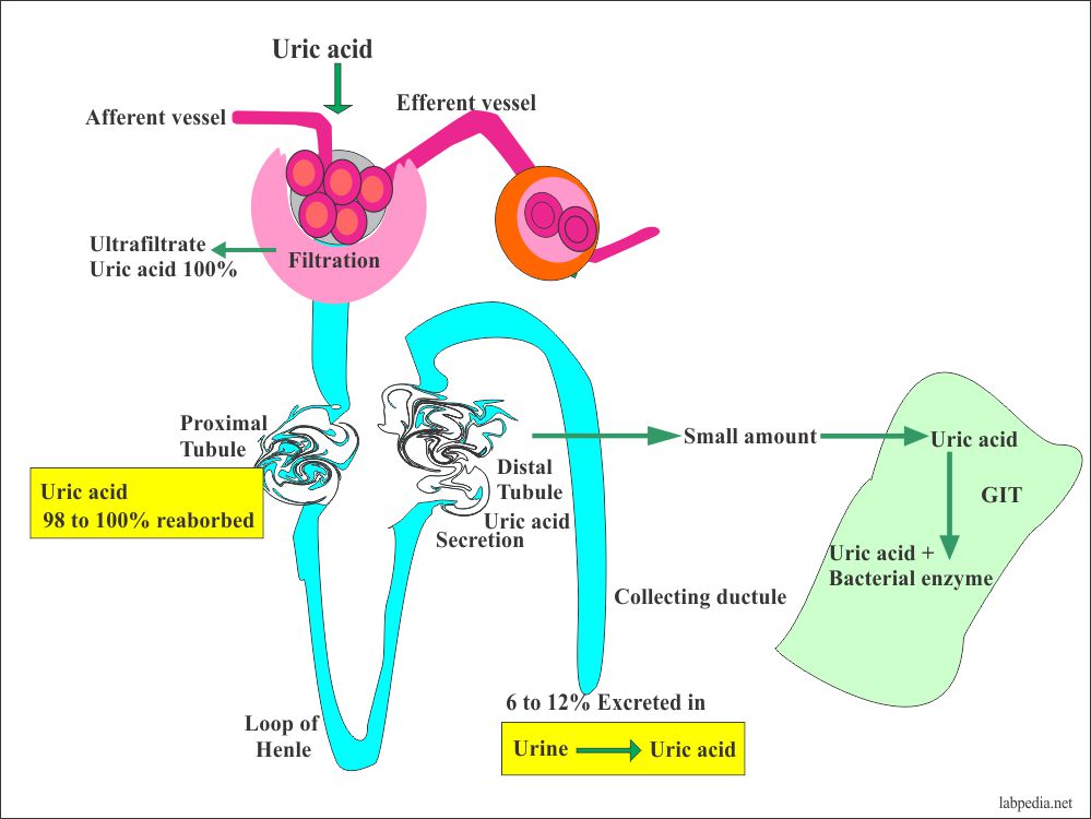 Uric acid excretion from the body