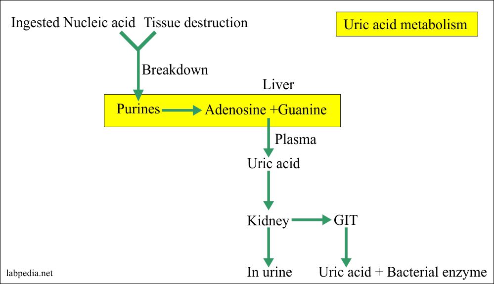Uric acid metabolism