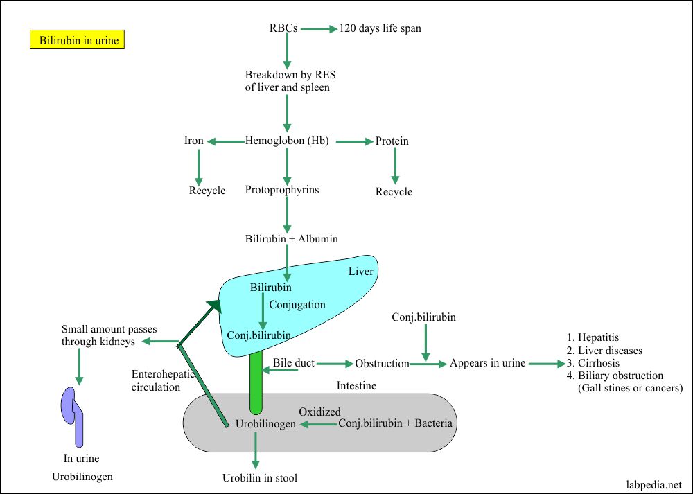 Bilirubin Metabolism and its presence in the Urine Bilirubin Metabolism and its presence in the Urine