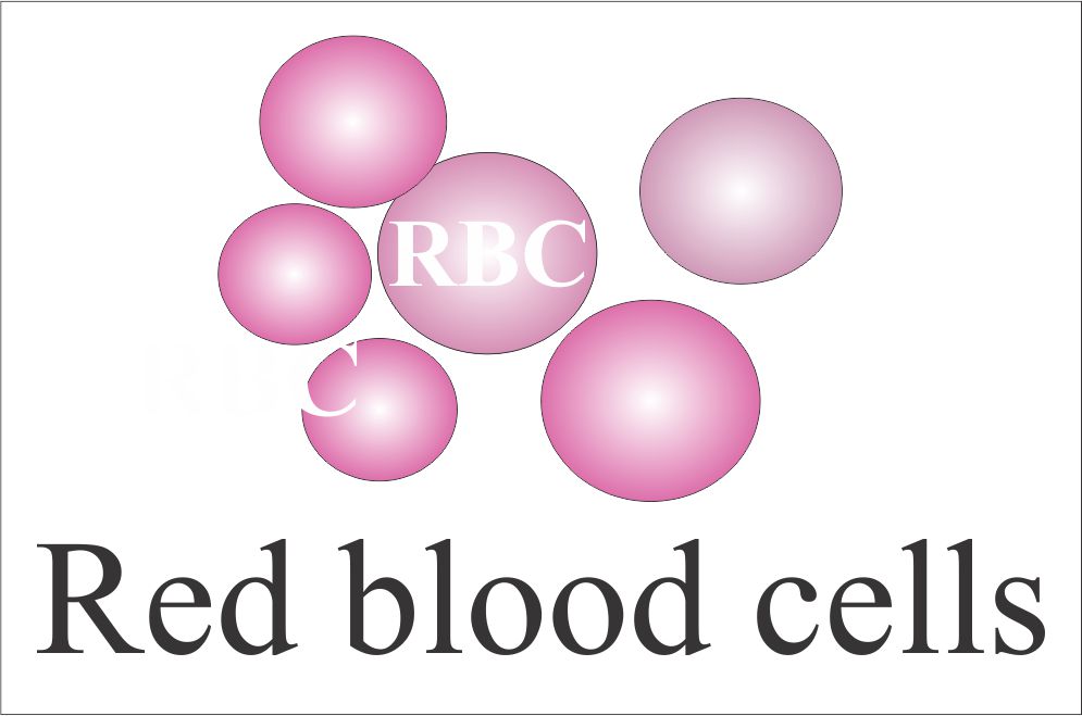 RBCs in the urine