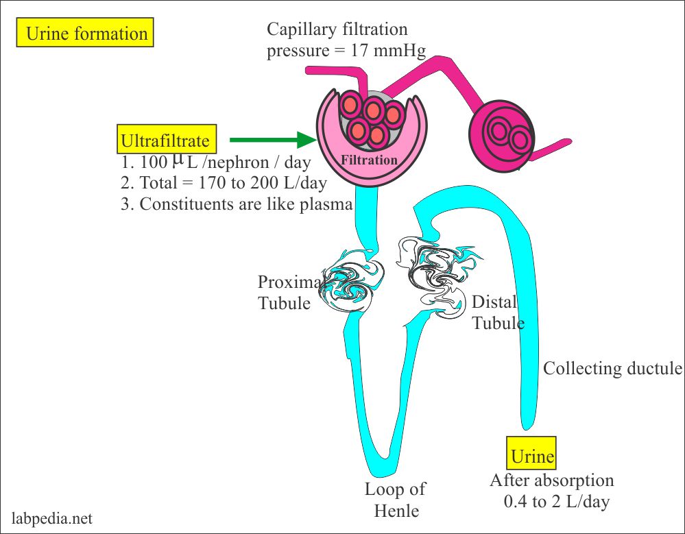 Urine formation Urine formation