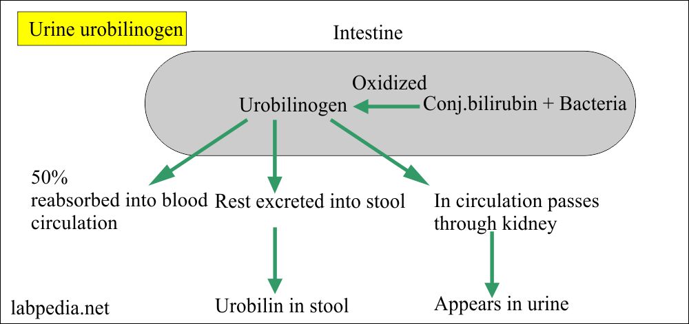 Urobilinogen excretion in the Urine Urobilinogen excretion in the Urine