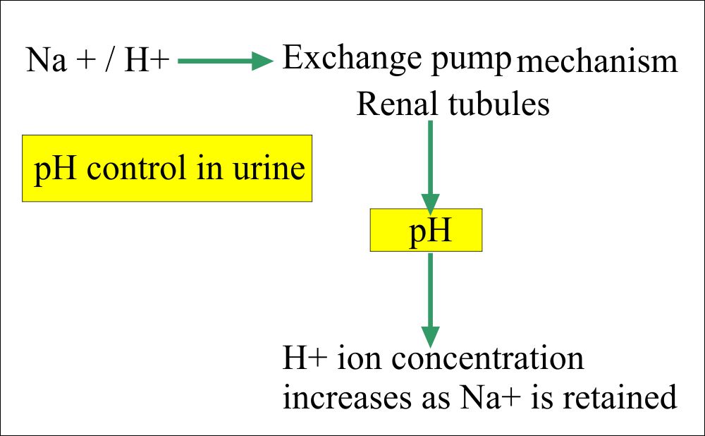 Urine Analysis: Part 4 – Urine Physical Examination, and Interpretation