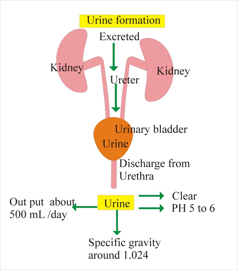 Urine Analysis part 6 Urine Samples types and Preservatives