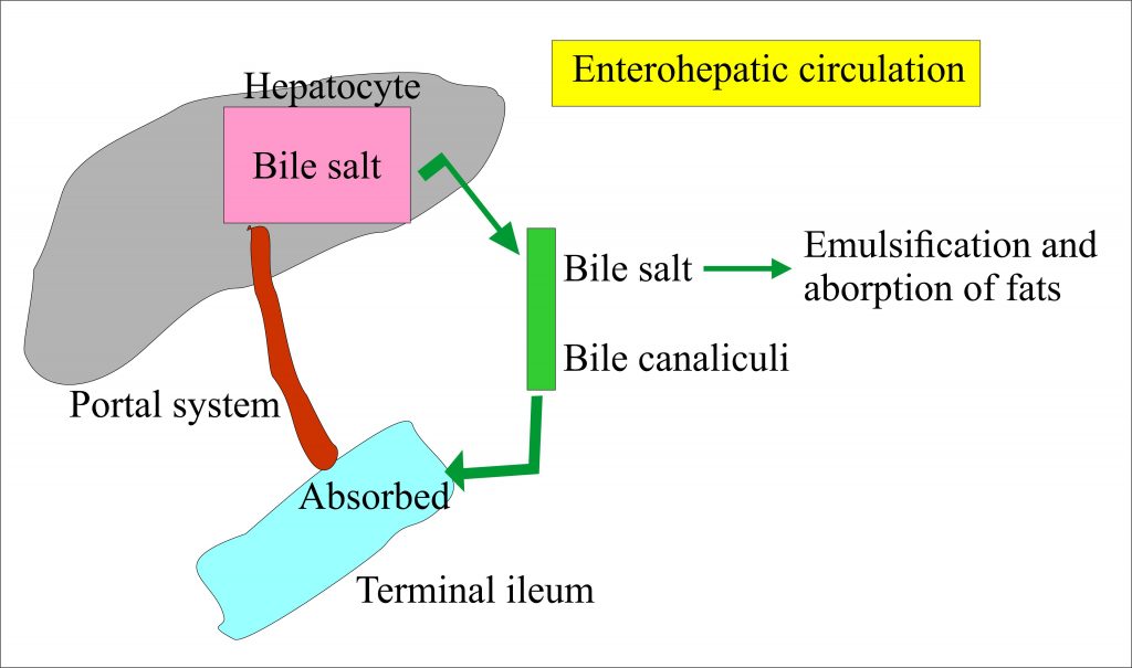 Role of bile salts in digestion Role of bile salts