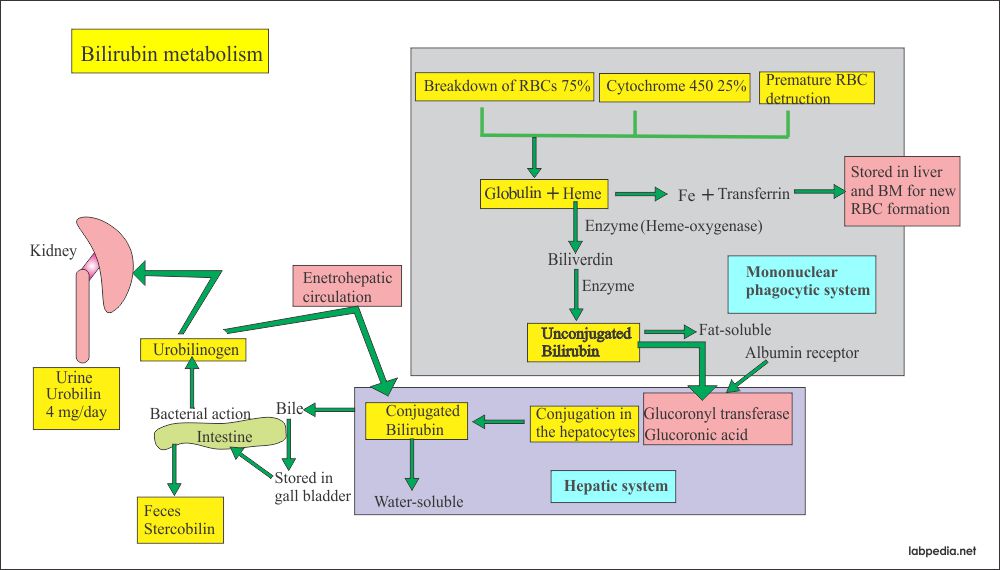 Bilirubin metabolism Bilirubin metabolism