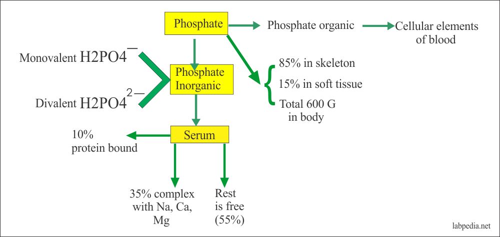 Distribution of the Phosphorus in the body Distribution of the Phosphorus in the body