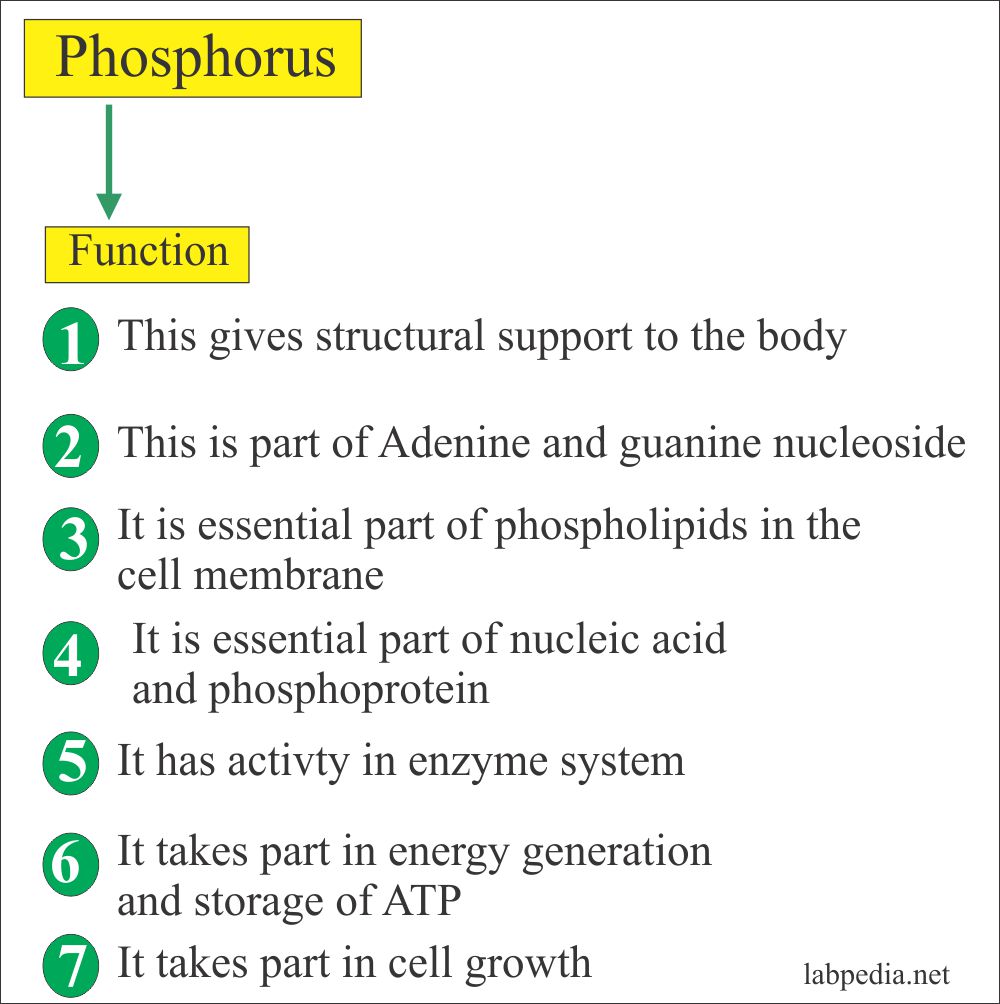 Functions of the Phosphorus                                               