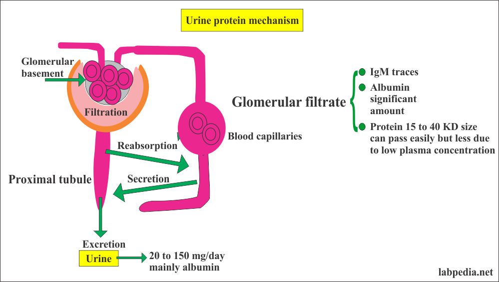 Kidney role in the urine protein excretion