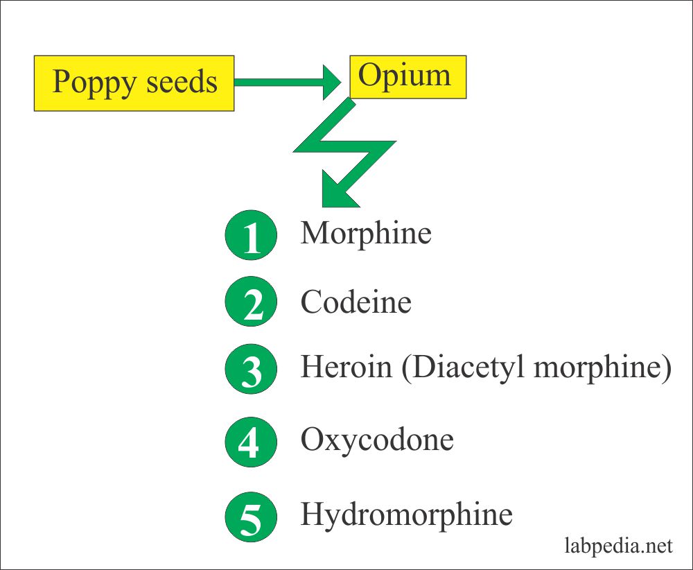 Source of Opium and its products