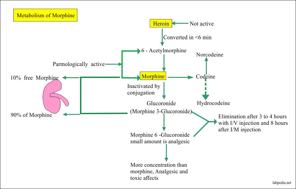 Metabolism of Morphine