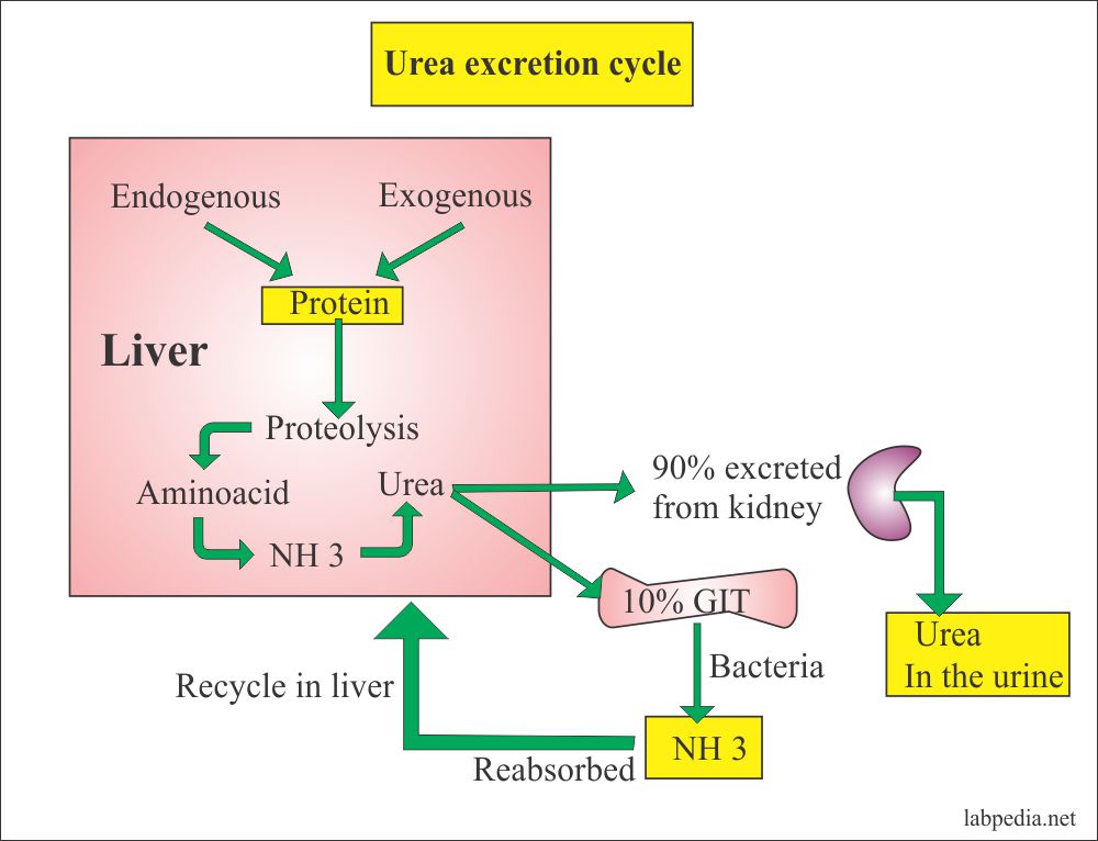 Urine Part 3:- 24 hrs Urine Urea, Urine Urea Nitrogen/24 ...