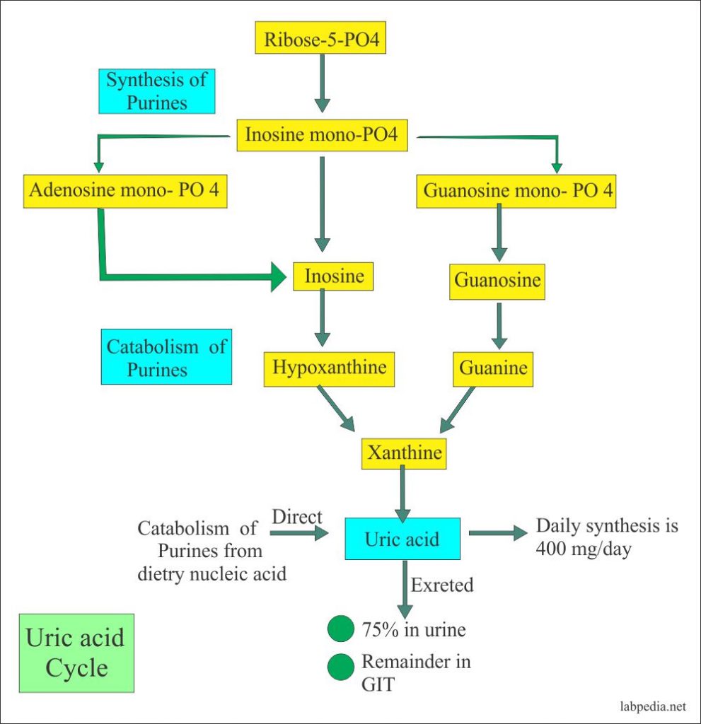 Uric acid formation and excretion