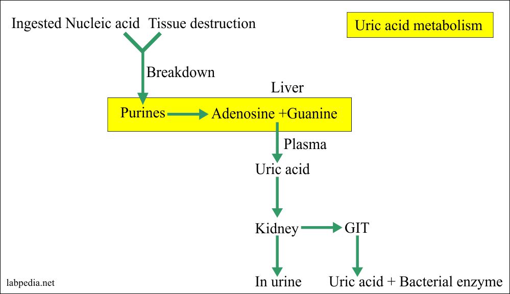Urine Analysis: Part 18 – uric acid Quantitative (24 hrs Urine Sample), Uricosuria