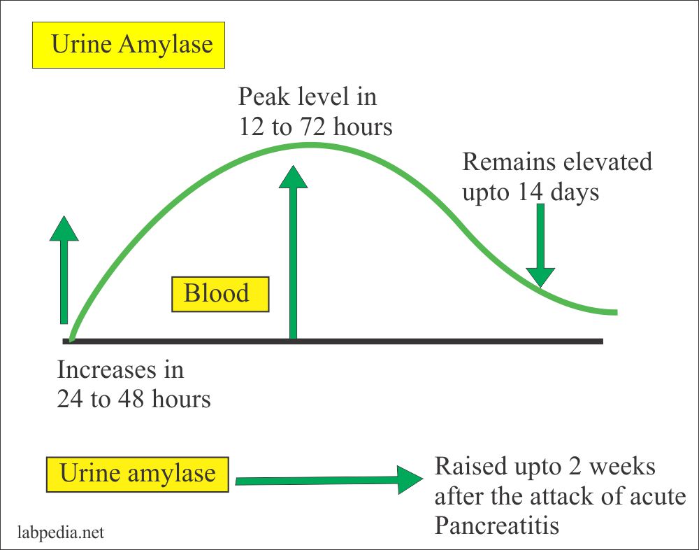 Urine Part 17 Urine amylase (Amylasuria), Amylase/Creatinine