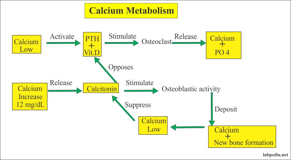 Urine Part 11 Urine Calcium (Ca), (Quantitative 24 hrs urine calcium