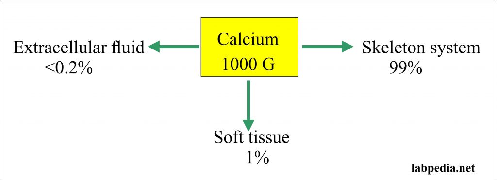 Distribution of Calcium in the body Distribution of Calcium in the body
