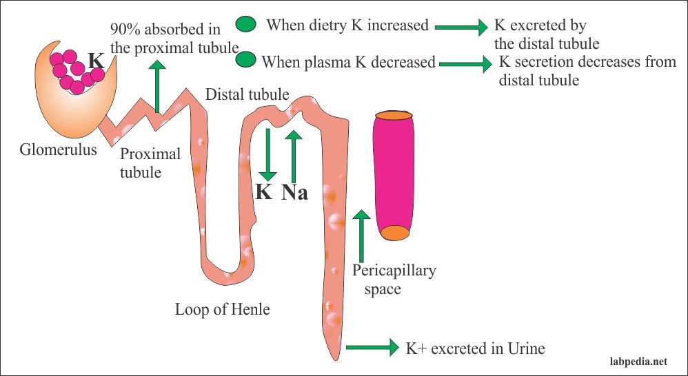 Role kidney in the control of Potassium