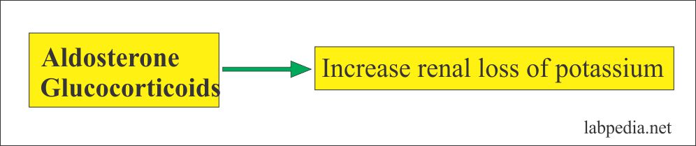 Role of Aldosterone on Potassium loss Role of Aldosterone on Potassium loss